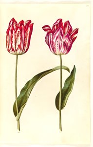 Tulipa gesneriana (have-tulipan) 作： Hans Simon Holtzbecker