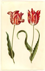 Tulipa gesneriana (have-tulipan) 作： Hans Simon Holtzbecker