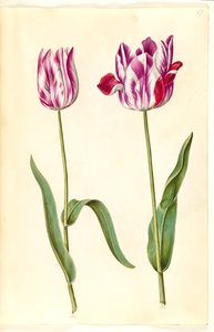 Tulipa gesneriana (have-tulipan) 作： Hans Simon Holtzbecker