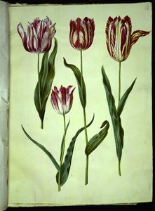 Tulipa gesneriana (have-tulipan) 作： Hans Simon Holtzbecker