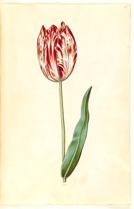 Tulipa gesneriana (have-tulipan)