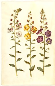 Verbascum blattaria (klase-kongelys); Phoenician verbascum (紫-congelys) 作： Hans Simon Holtzbecker
