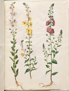 Verbascum blattaria (klase-kongelys); Phoenician verbascum (紫-congelys) 作： Hans Simon Holtzbecker