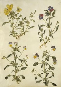 Viola cornuta (ホーンバイオレット); Viola tricolor (一般的なパンジー)