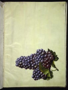 Vitis vinifera (一般的なワイン) 作： Hans Simon Holtzbecker