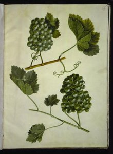 Vitis vinifera (一般的なワイン) 作： Hans Simon Holtzbecker