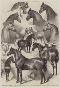 イズリントン農業ホールでの馬ショーでの馬の賞