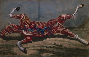 クロードフェサール作のフィリップエティエンヌラフォス（1738〜1820年）による「クールドゥヒッピアトリケou Traiteコンプリートデラメデシーヌデシュヴォー」の馬の解剖学、1772年 作： Harguinier