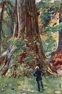 ビッグツリー、スタンレーパーク、バンクーバー 作： Harold Copping