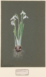 Galanthus nivalis L. Snowdrop、c1903 -1915。 作： Harold Drinkwater