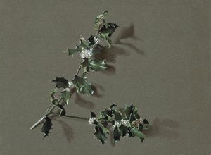 Ilex aquifolium L. Common Holly、c1870-1920。 作： Harold Drinkwater