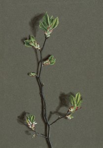 Ulmus glabra Huds Wych Elm、c1870-1920。 作： Harold Drinkwater