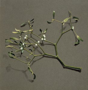 Viscum white L Mistletoe、c1870-1920。 作： Harold Drinkwater