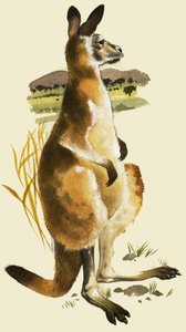 カンガルー 作： ハロルド・タンブリン・ワッツ