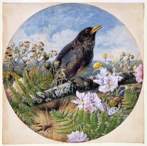 ブラックバード、1864（紙にWC、ガッシュ、アラビアゴム）