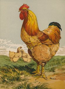 バフ・コーチン・コック(クロモリ) 作： Harrison William Weir