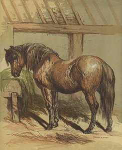 馬、チャーリー
