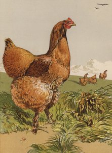 シナモンコーチンヘン（クロモリソウ 作： Harrison William Weir