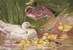 アヒルと鴨の子供たち（カラーリトグラフ） 作： Harrison William Weir