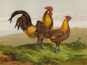 金色に輝くハンバーグ（クロモリソウ 作： Harrison William Weir