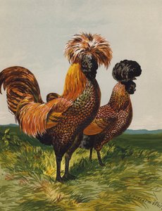 金色に輝くポーランド人（クロモリト 作： Harrison William Weir