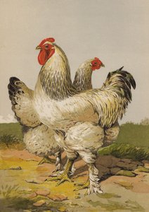ライトブラフマー（クロモリト 作： Harrison William Weir