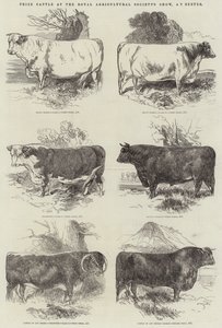 王立農業協会のショー、エクセターでの賞牛 作： Harrison William Weir
