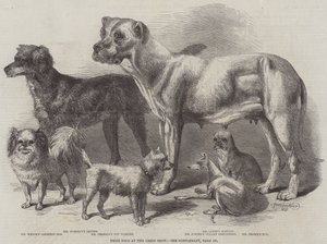 リーズショーの賞犬 作： Harrison William Weir