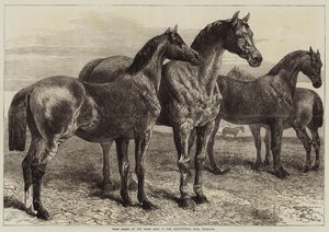 イズリントン農業ホールでの馬ショーでの馬の賞 作： Harrison William Weir