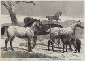 イズリントン農業ホールでの馬ショーでの馬の賞 作： Harrison William Weir