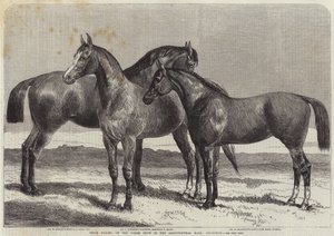 イズリントン農業ホールでの馬ショーでの馬の賞