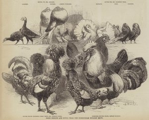 バーミンガム家禽ショーからの賞鳩と家禽 作： Harrison William Weir