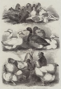 賞鳩と家禽、バーミンガム、Bingley Hall 作： Harrison William Weir