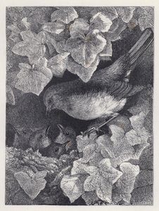 父に説かれるロビン（版画 作： Harrison William Weir