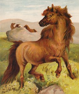 シェトランド・ポニー（カラーリトグラフ） 作： Harrison William Weir