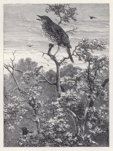 鳥の音楽会」（版画 作： Harrison William Weir