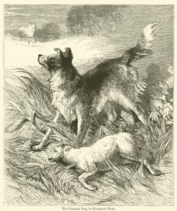 犯罪犬 作： Harrison William Weir