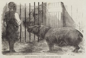 動物学協会の庭、リージェンツパークでの女性のカバ