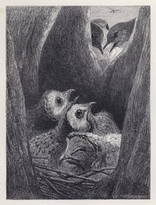 フクロウの子供の巣（彫刻 作： Harrison William Weir