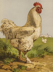 ホワイトコーチン・コック(クロモリ) 作： Harrison William Weir