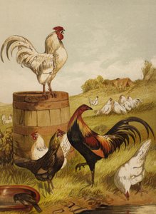 ホワイト＆ゲームバンタム（クロモリソウ 作： Harrison William Weir
