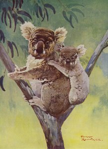 オーストラリアのユーカリの木にいるコアラとジョーイ（カラーリソ） 作： Harry Rountree