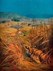 タイガース-インドの村の恐怖、1913 作： Harry Dixon