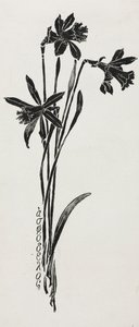水仙。 作： Harry Fenn