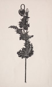 花の研究。 作： Harry Fenn