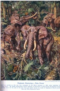 ヤシの森を破壊する象、「陸と海の不思議」のイラスト、ロンドン、カッセル発行、1914年 作： Harry Hamilton Johnston