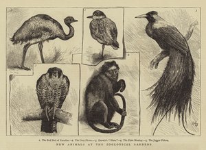 動物園の新しい動物