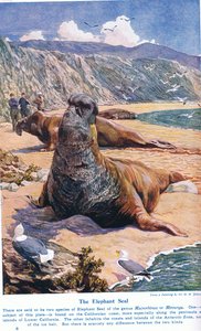 象のアザラシ、「陸と海の不思議」のイラスト、1914年、ロンドン、カッセルから発行 作： Harry Hamilton Johnston