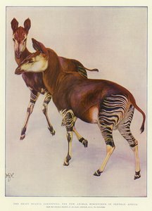 中央アフリカで発見された新しい動物、オカピ（Ocapia Johnstoni）