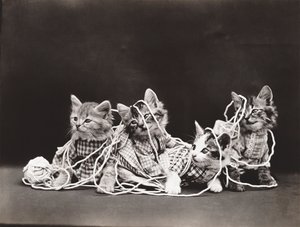 子猫シリーズ：毛糸のもつれ 1914年頃（シルバープリント） 作： Harry Whittier Frees